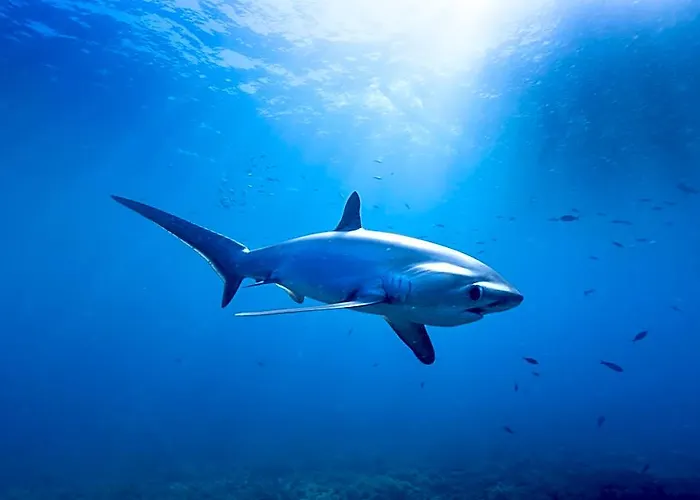 Hotell The Sharks Tail Dive 3*